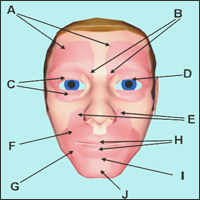 Gesichtsmuskeln - schematische Darstellung